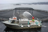 salmon company tassal is a major operator in macquarie harbour