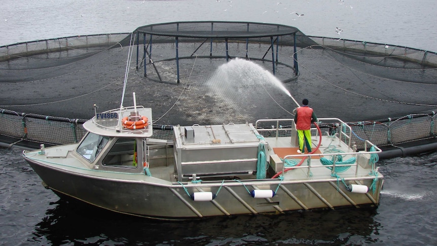 Fish farm in Macquarie Harbour