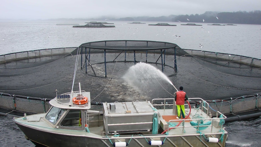 salmon company tassal is a major operator in macquarie harbour