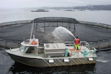 Fish farm in Macquarie Harbour