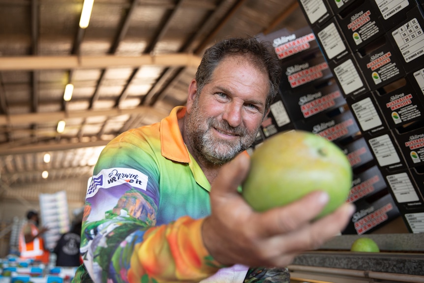 A man wiuth greying hair and a rainbow sun shirt holds a freshly picked mango with packing boxes behind him in the sorting shed.