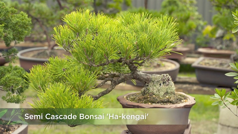 Bonsai Semi Cascade Image