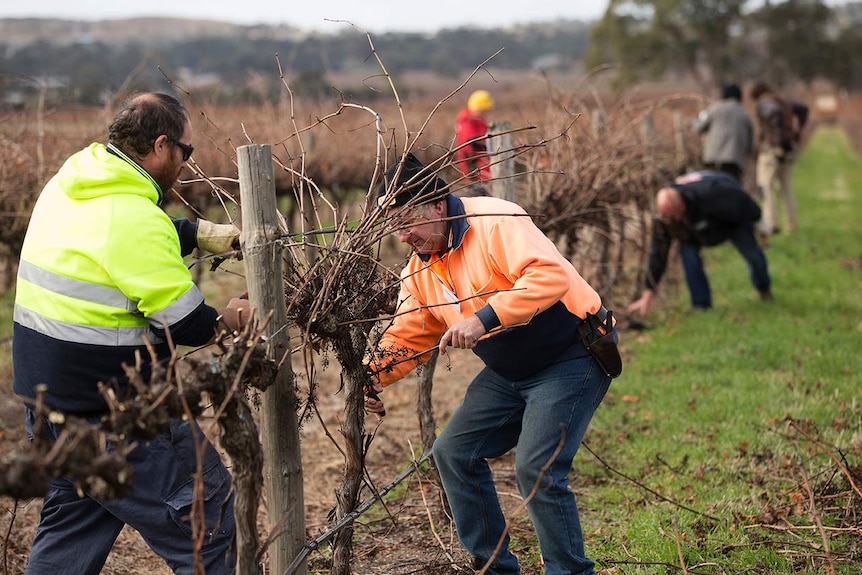 The Annie's Lane team from Clare pruning