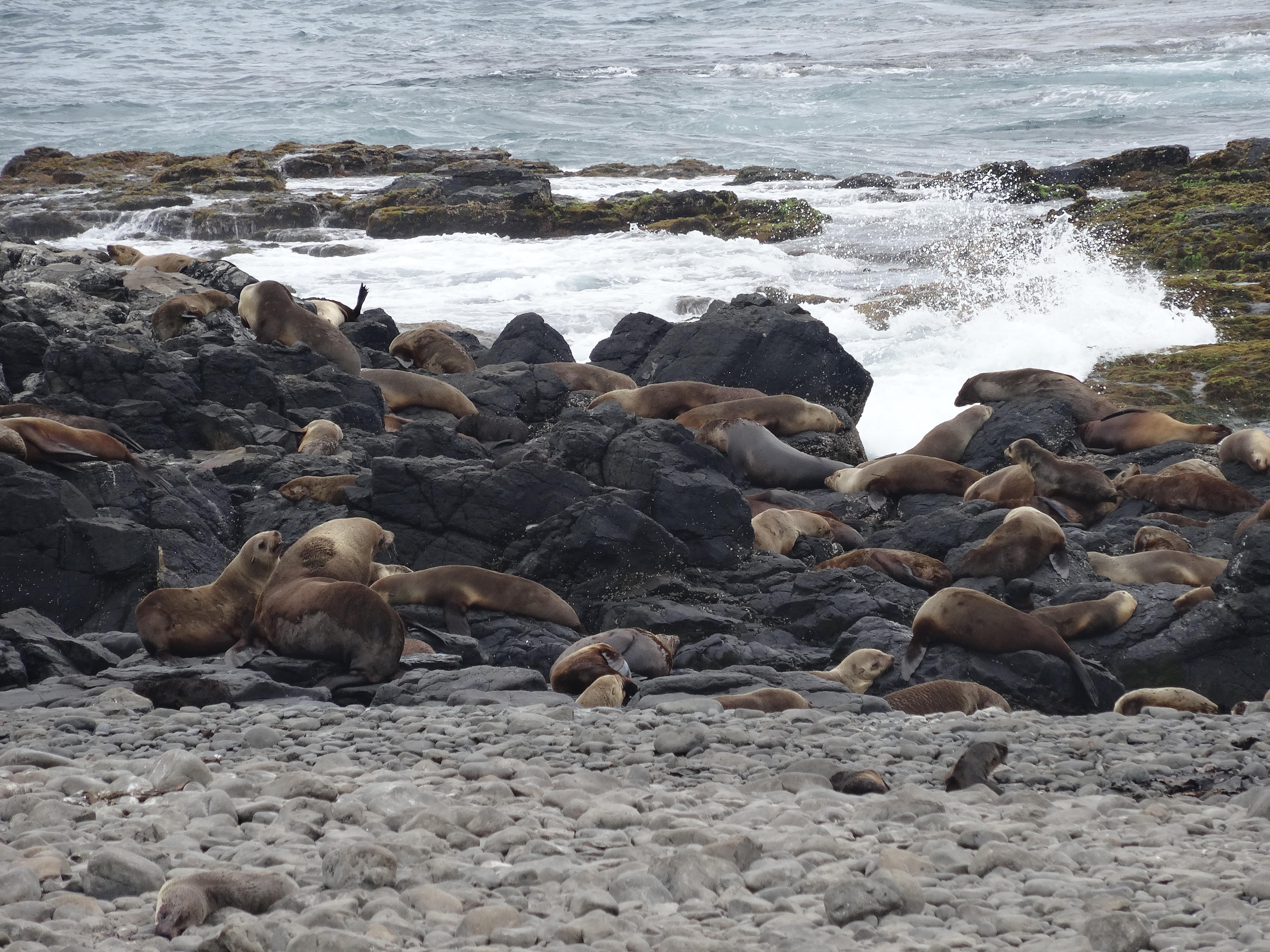 A seal colony on a Victorian beach