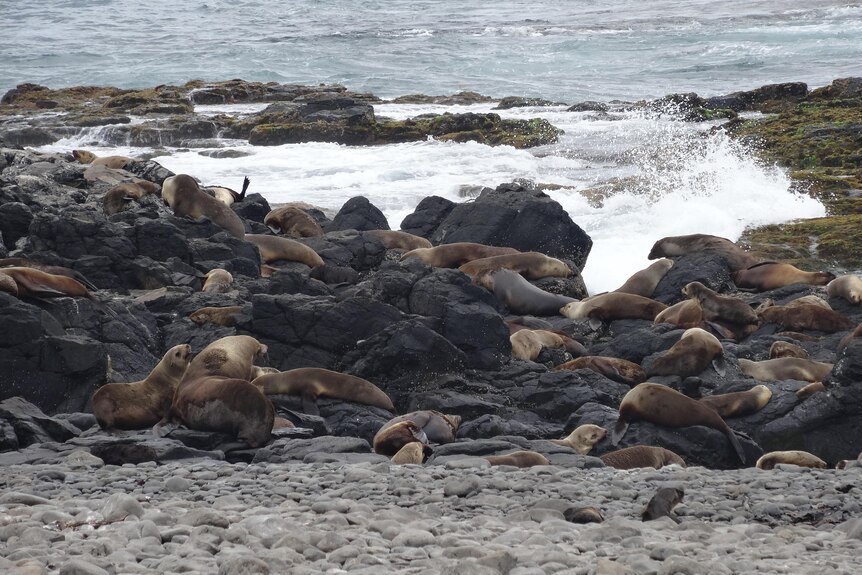 A seal colony on a Victorian beach