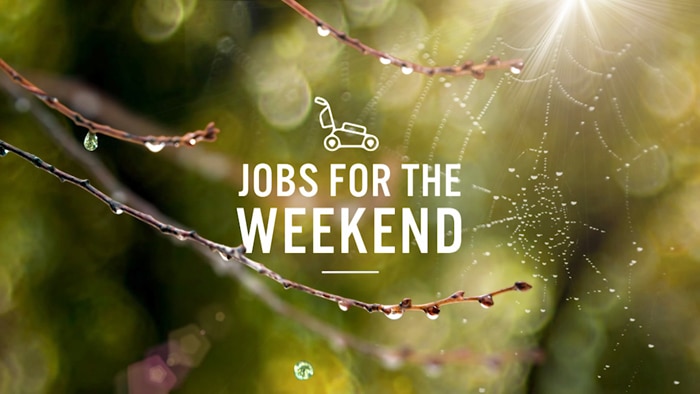 Cobweb on branches with text 'Jobs for the Weekend'