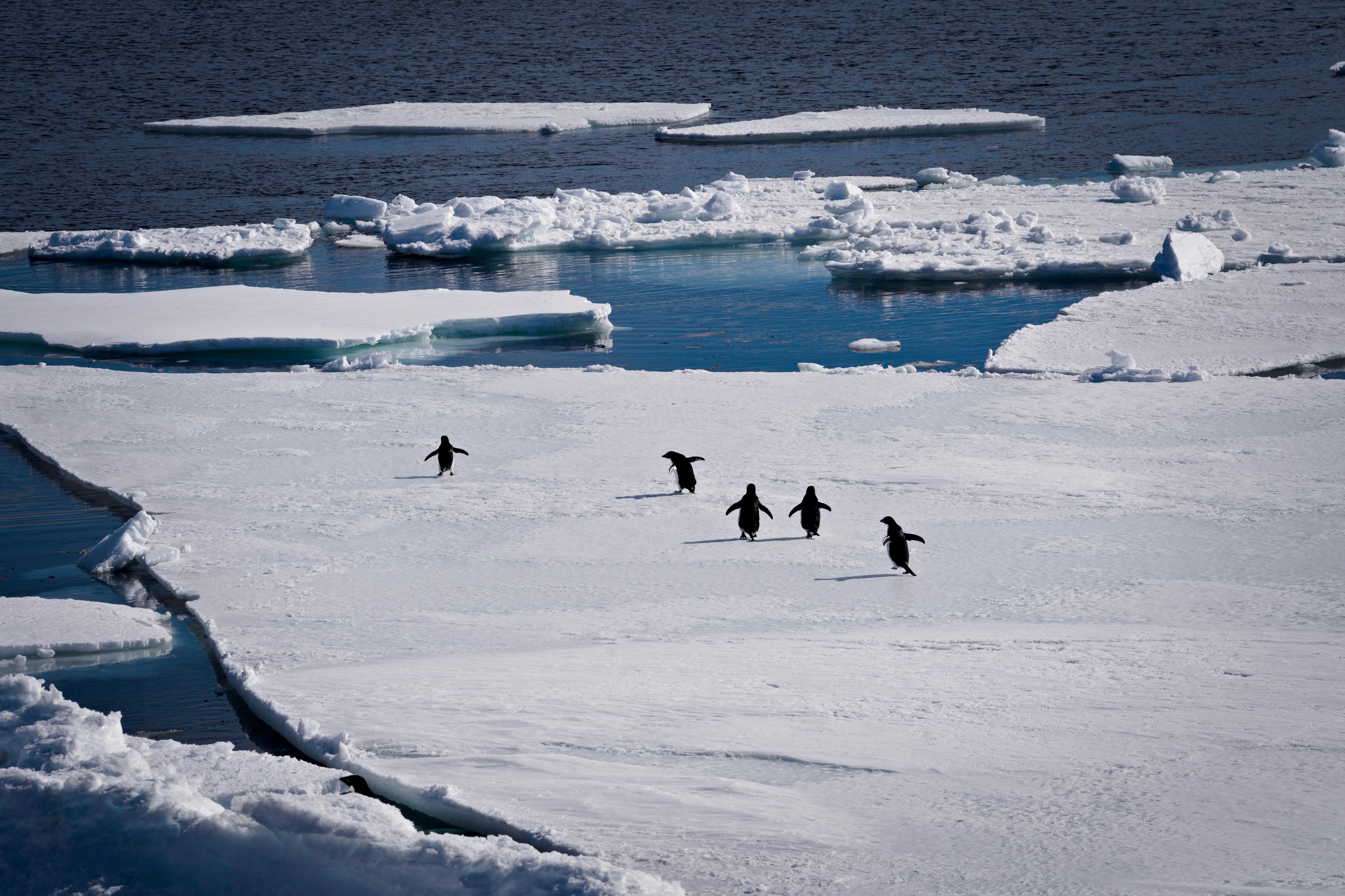Los pingüinos caminan sobre el hielo.