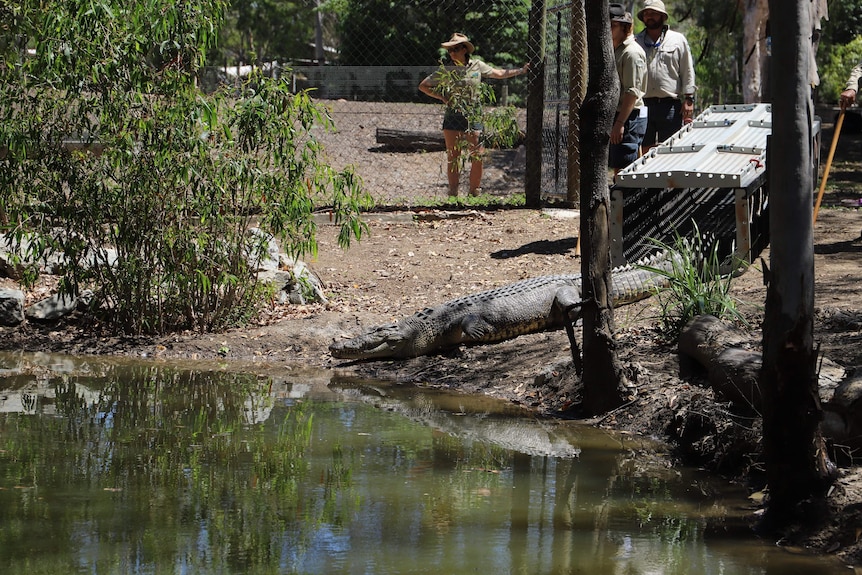 A crocodile leaving a cage and entering a pool in its enclosure