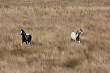 Brumbies have roamed the Singleton Army base for several decades.