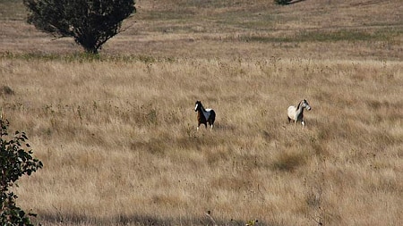 Brumbies have roamed the Singleton Army base for several decades.