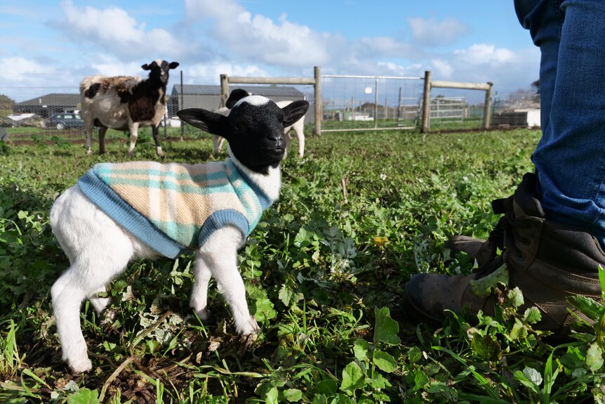 A tiny lamb the size of a farmer's boot, wearing a pastel tartan woollen coat in paddock with normal lambs towering over him