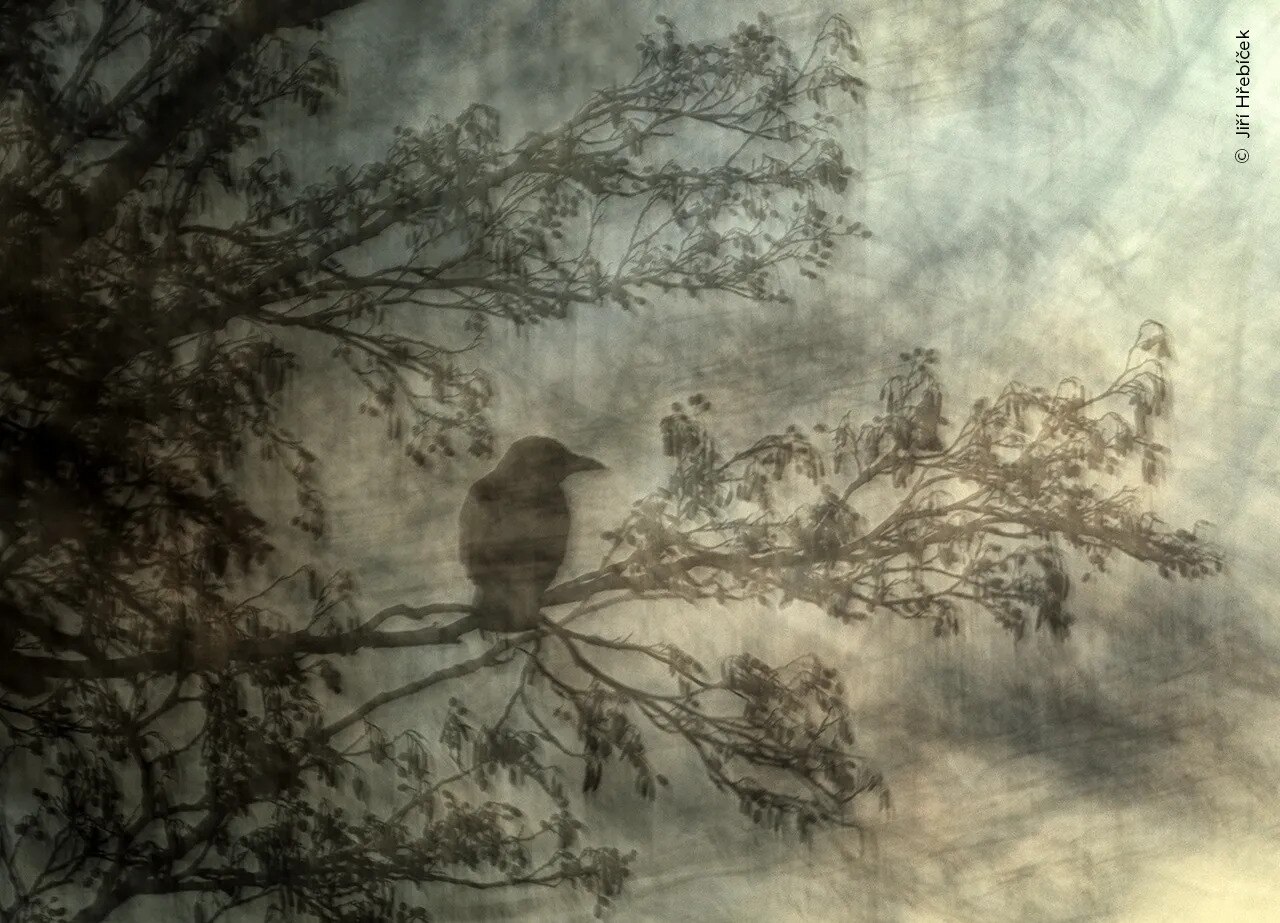 an impressionistic vision of a perching carrion crow