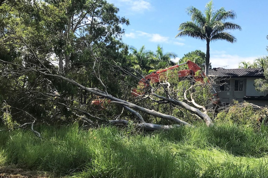 Bulldozed gum tree in koala habitat at Cowley Street at Ormiston, east of Brisbane.