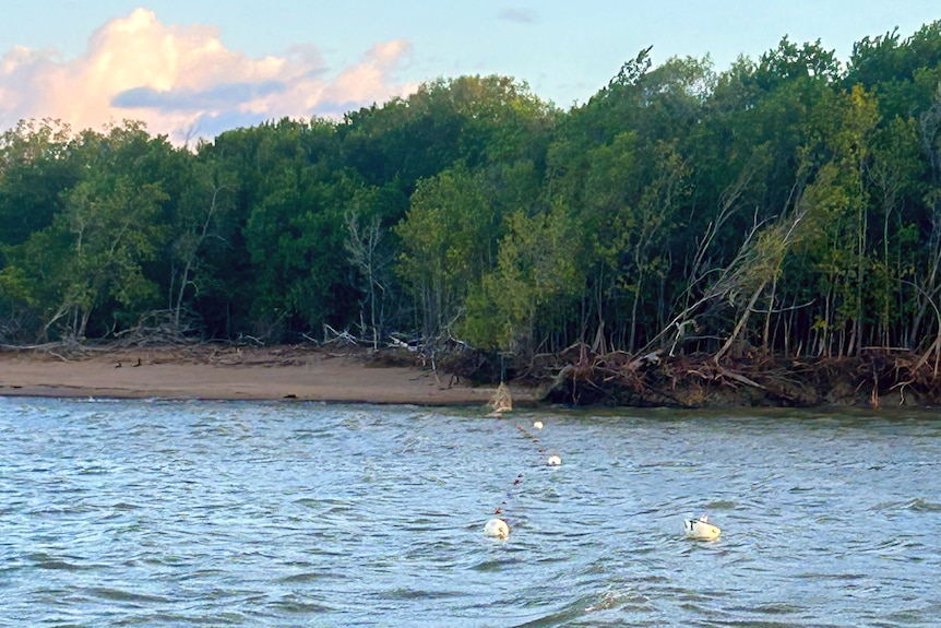 Gillnets floating in water near mangroves