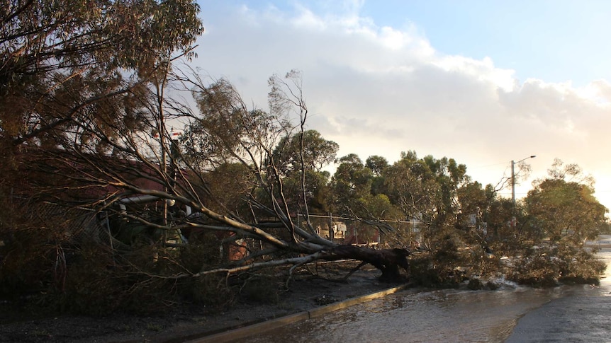 Tree down in Broken Hill hail storm