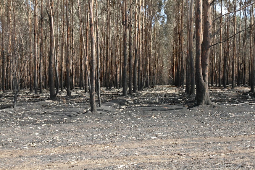 Rows of plantation trees damaged in the fire.