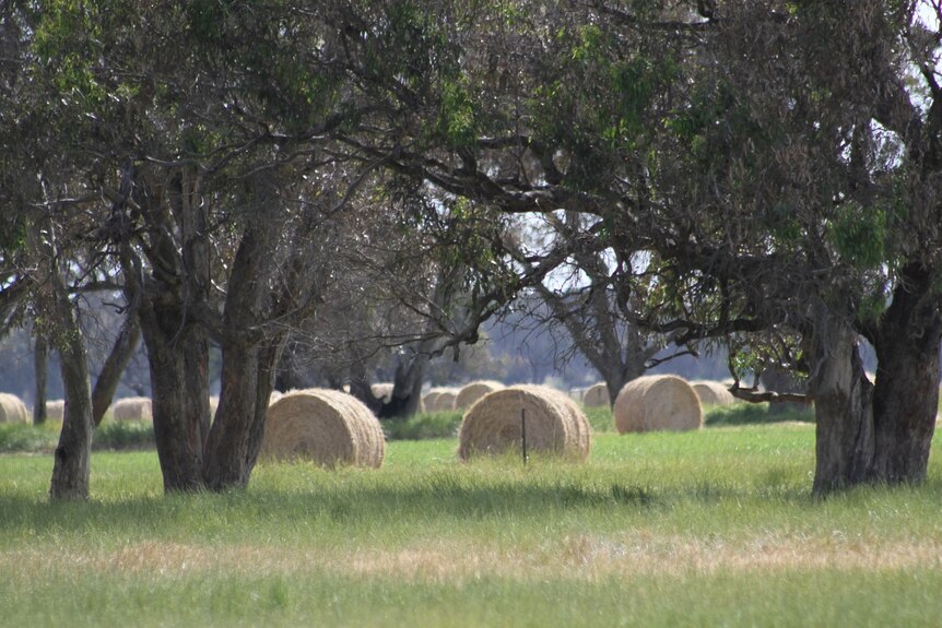 Hay bales in a paddock