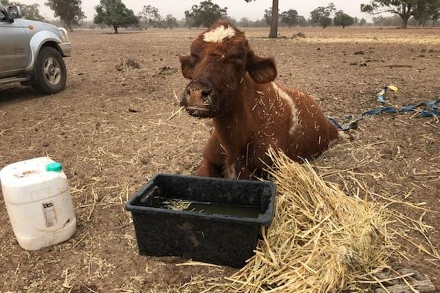 An exhausted calf lays on the ground with its head above a container of water.