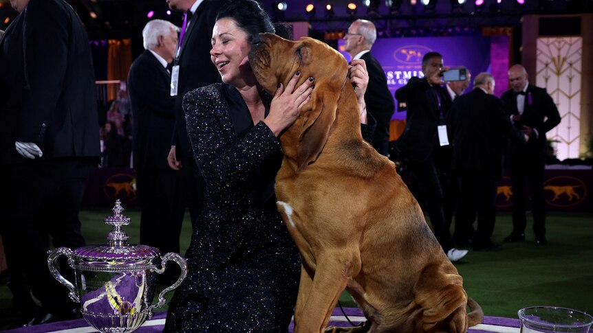A large bloodhound sits and licks the face of a woman in a black dress. 
