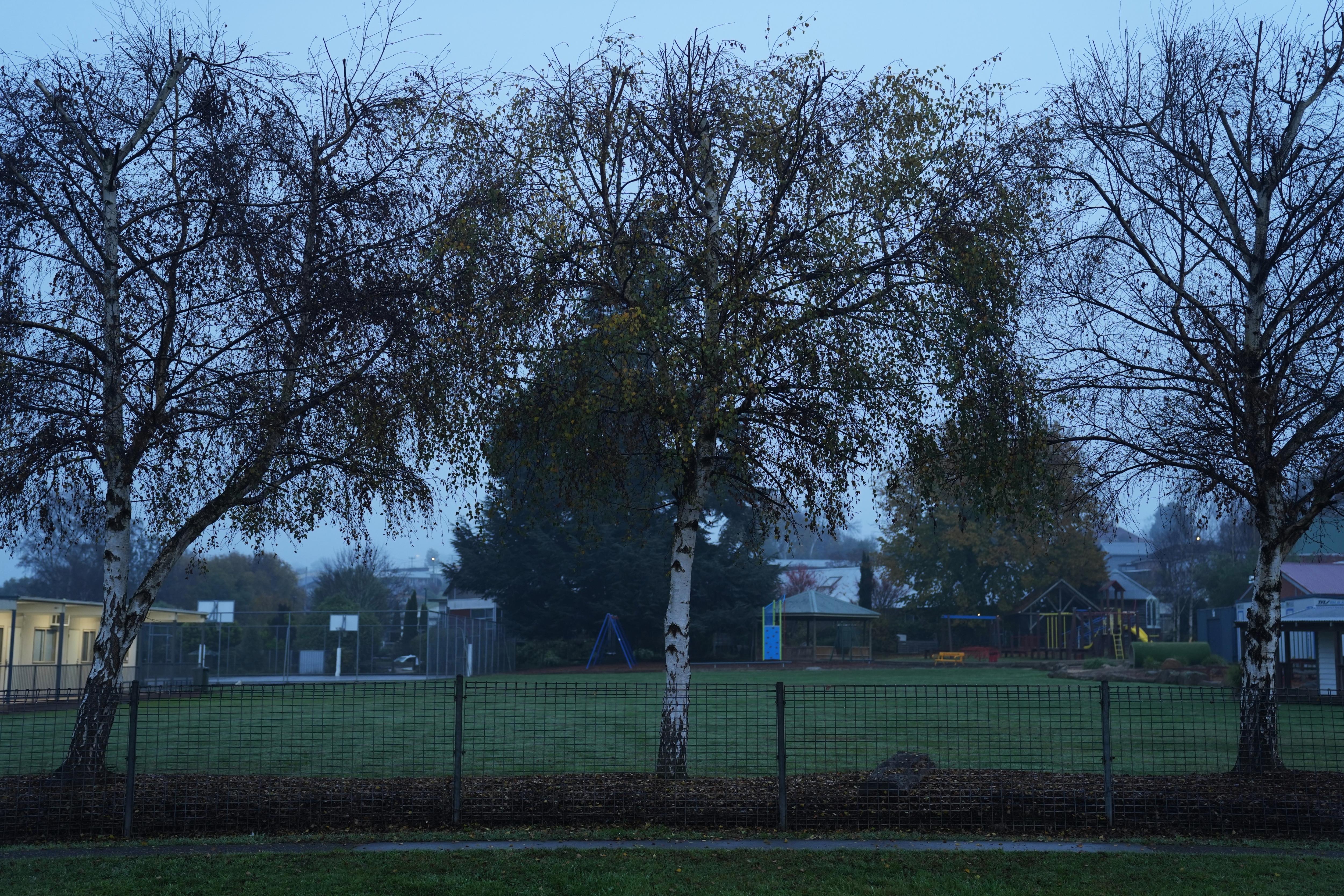 A green school lawn on a foggy morning, with three white-trunked trees out the front