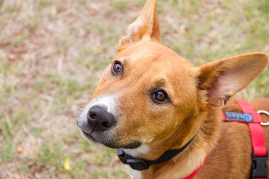 Rescue dog Ayah waits patiently for a treat.