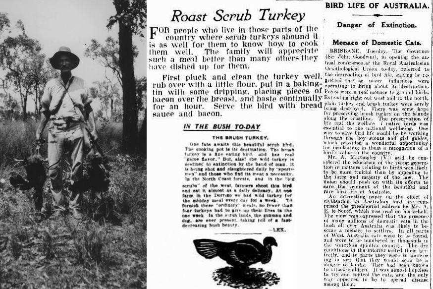 A collage of old articles about turkey extinction fears, a roast turkey recipe and a picture of a man holding two dead birds