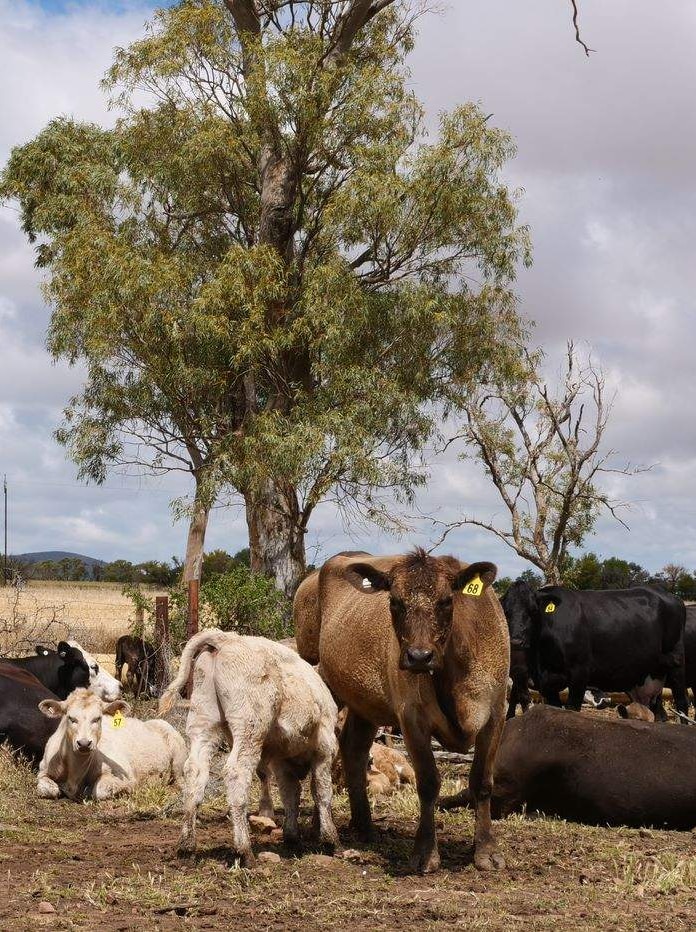 A cow looks at the camera with its calf, which is feeding.