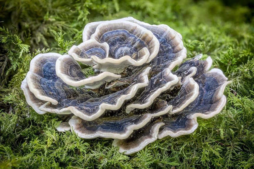 Turkey tail fungi growing in the wild