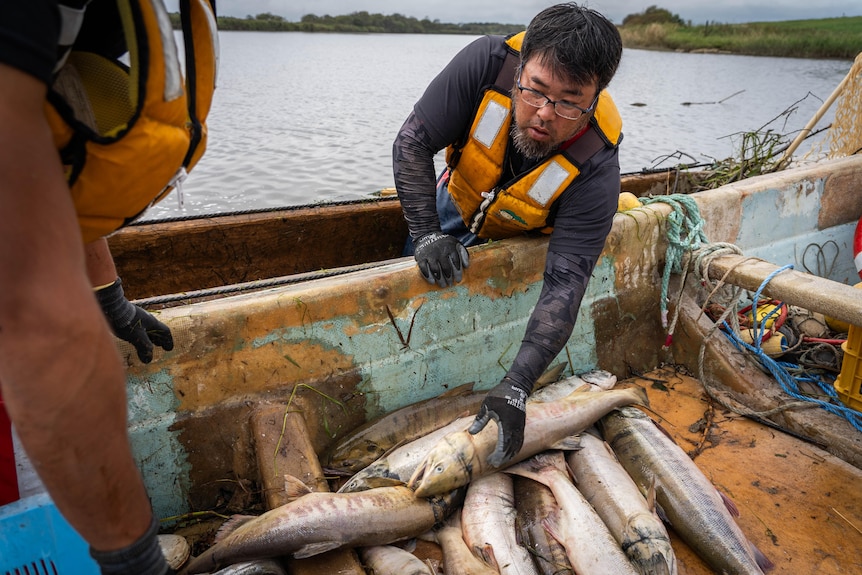 Ainu group catching salmon for ceremonial purposes