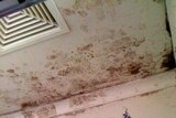 The survey found extensive mould on the ceiling of this property at Altona.