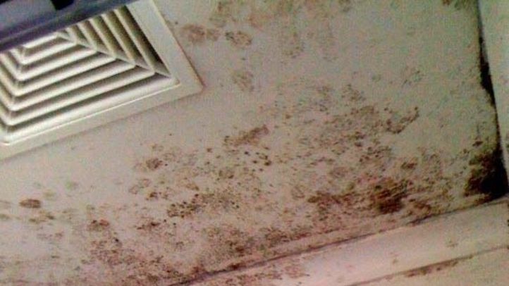 The survey found extensive mould on the ceiling of this property at Altona.