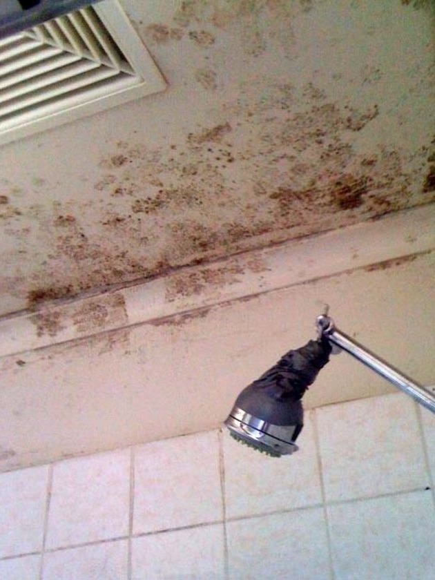 The survey found extensive mould on the ceiling of this property at Altona.