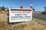 A fruit fly warning sign being erected on the roadside near Devonport, north Tasmania.