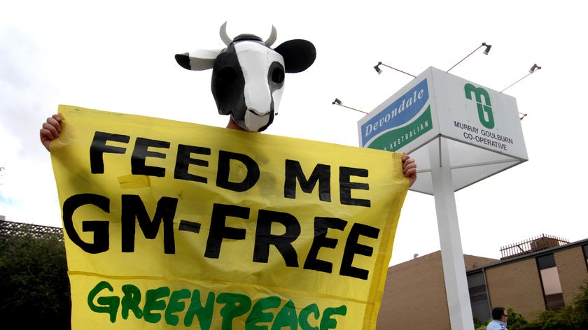 Activist dressed as a cows protests GE food crops