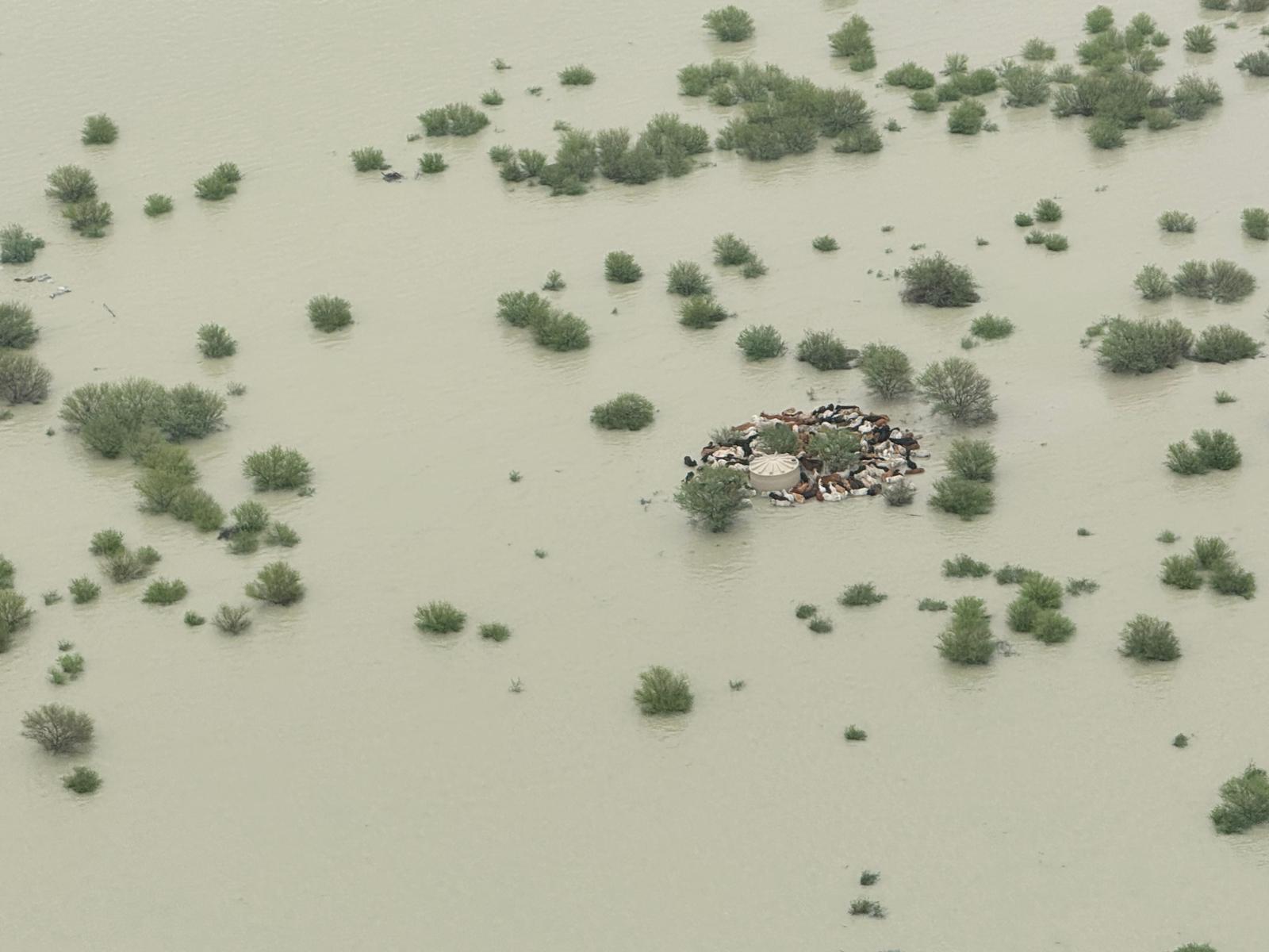 Gado amontoado em um monte cercado por enchentes no noroeste de Queensland, janeiro de 2026