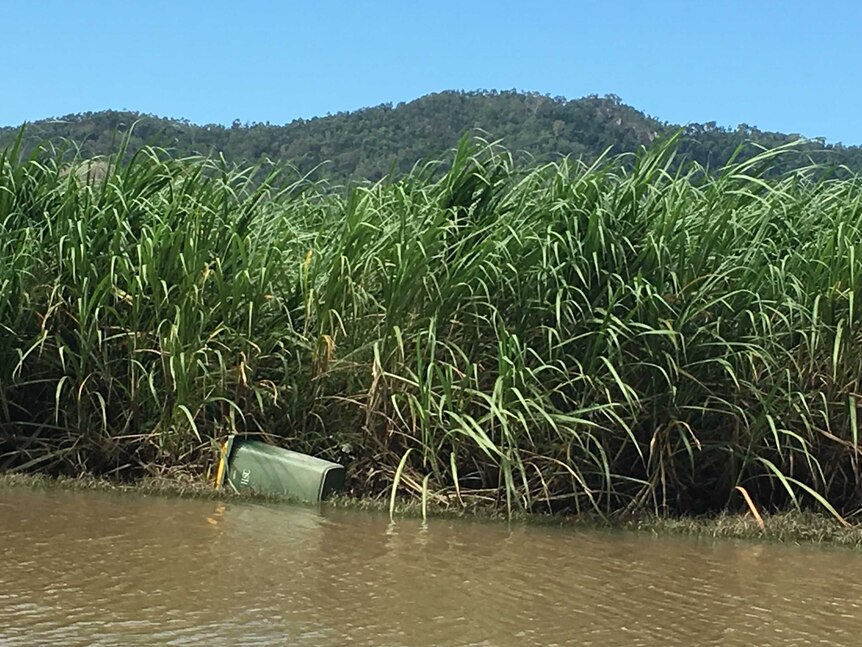 Cane field with wheelie bin in it, next to pool of water.