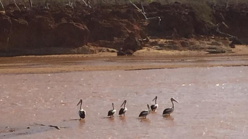 A small flock of pelicans sits in waters of the Gascoyne River