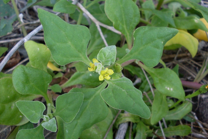 Close up of Warrigal green plant