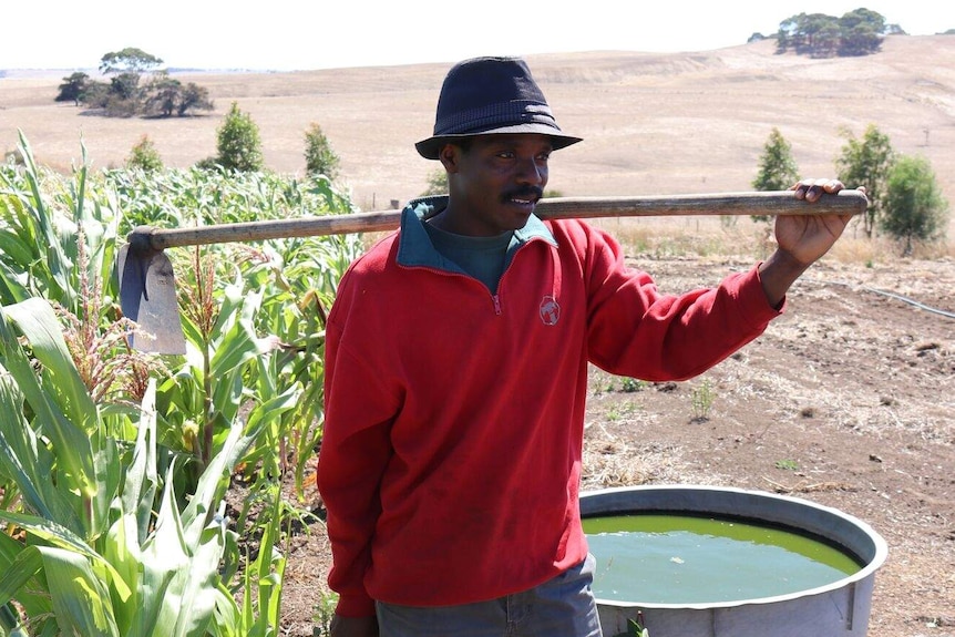 African man stands in a paddock next to a corn crop holding a shovel over his shoulder.