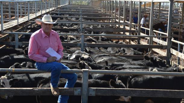 Man sitting on a rail with a hat, collared shirt and jeans in front of a pen of cattle at the Roma Saleyards.