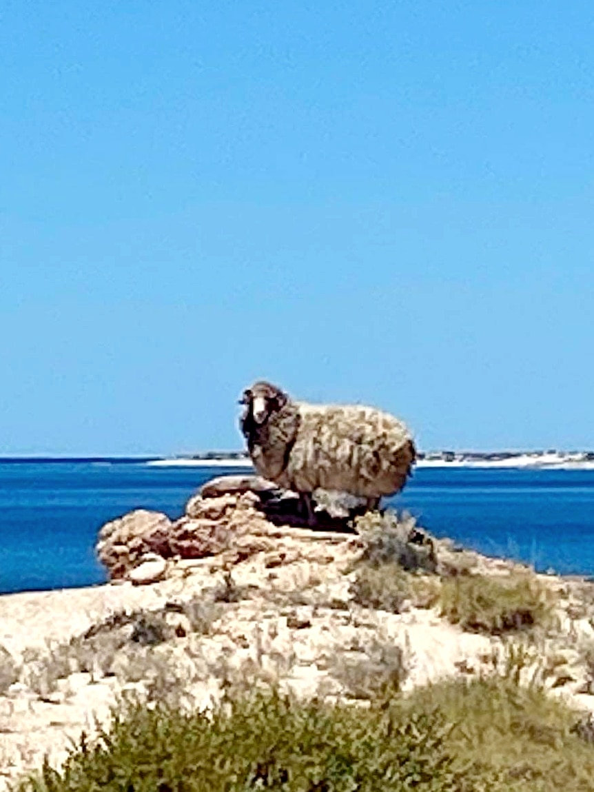 A ram with an overgrown wooly coat stands on the edge of a cliff overlooking an ocean in the North West of WA.