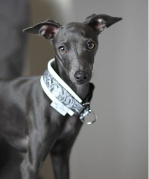 Should greyhounds be allowed off-leash in dog parks?