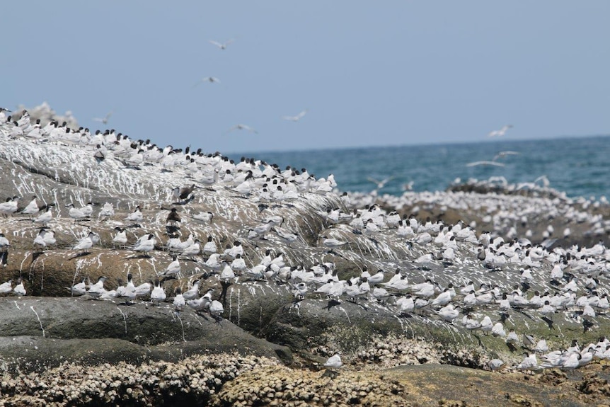 Hundreds black and grey birds sitting on rocks on the coast.