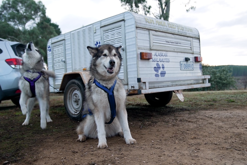 Two huskies sit side by side, one of them howling.