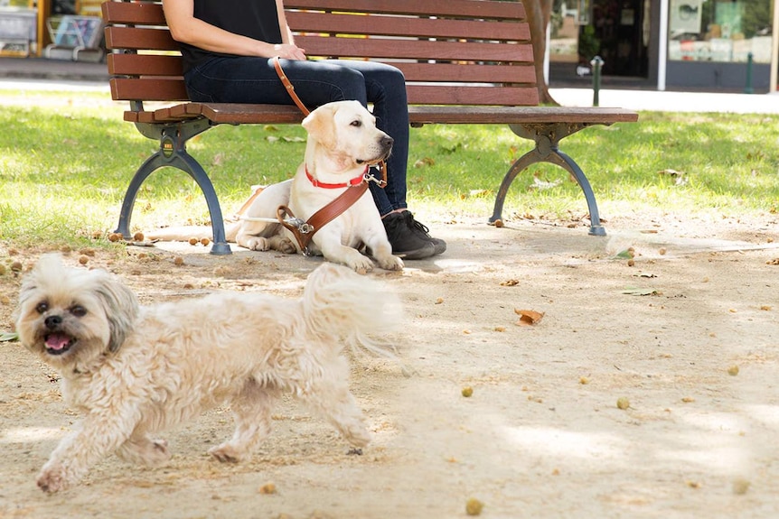 A woman sits with a dog and another dog is nearby