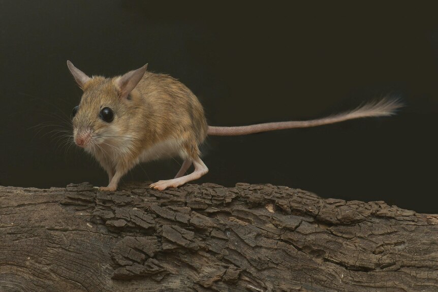 hopping mouse