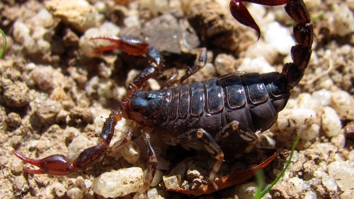 A close up photo of a dark brown scorpion on gravel. It has its tail raised over its body.