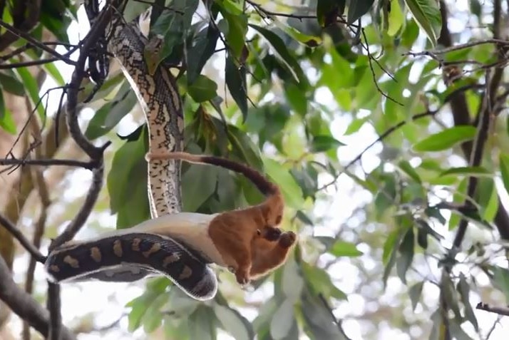 A python eating a possum in a tree