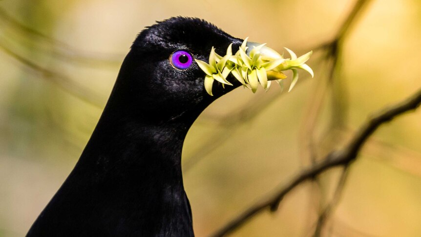 A bowerbird with flowers in its beak.