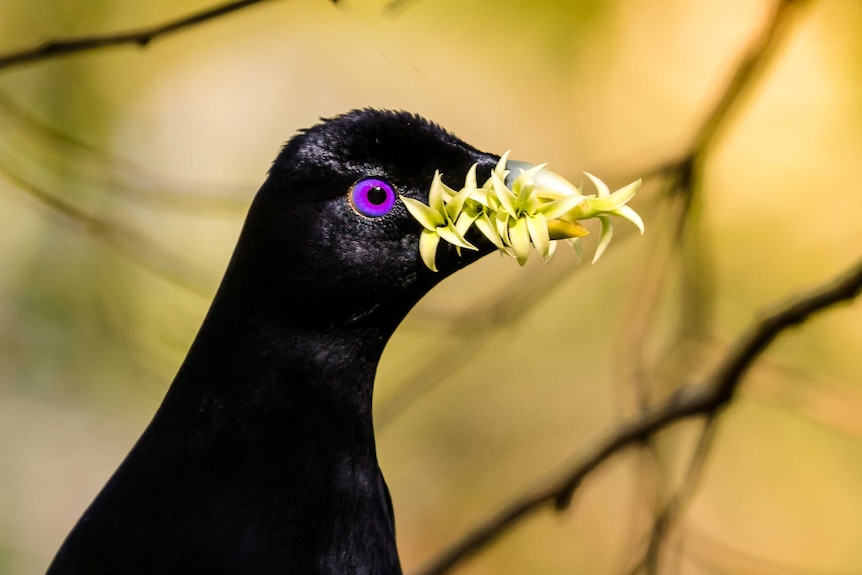 A bowerbird with flowers in its beak.